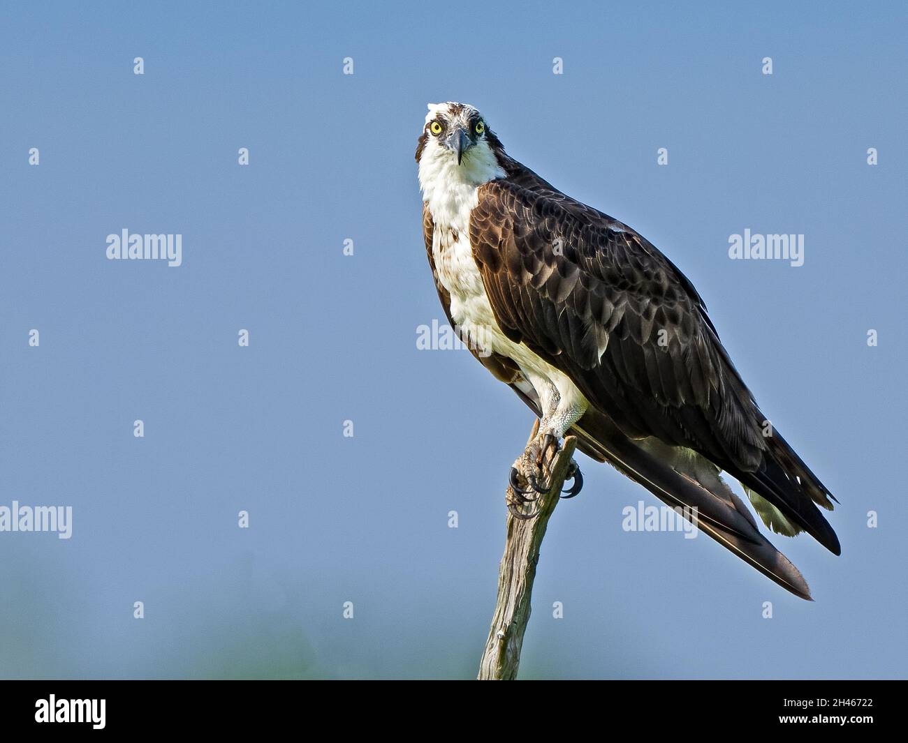 Osprey Standing on a Dead Tree Branch Stock Photo