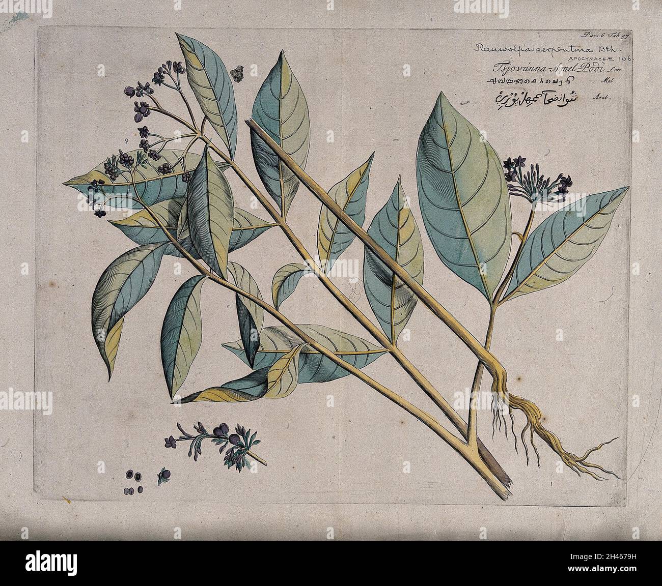 Indian Snakeroot or Java Devilpepper (Rauvolfia serpentina (L.) Kurz): flowering and fruiting branches, root, inflorescence and sectioned fruit with seeds. Coloured line engraving. Stock Photo