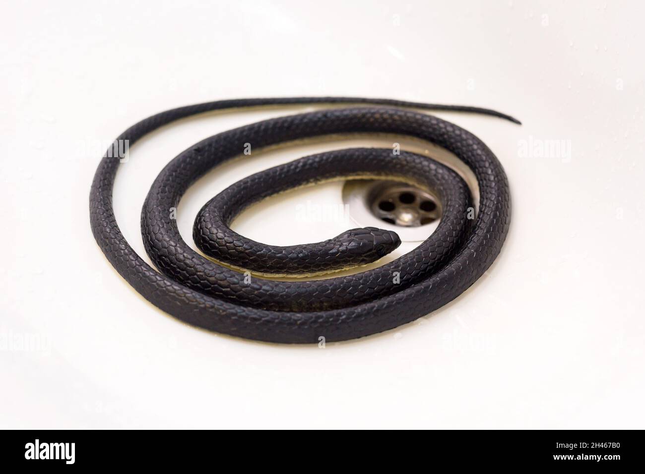 A poisonous black snake in the bathroom in the washbasin Stock Photo - Alamy