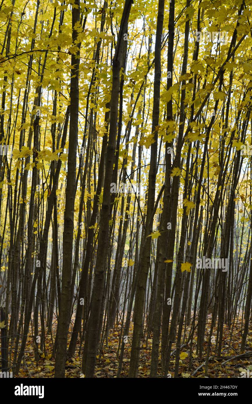 Calvin Rice Tree Calvin Eco system and preserve color changing on the vertical trees ...