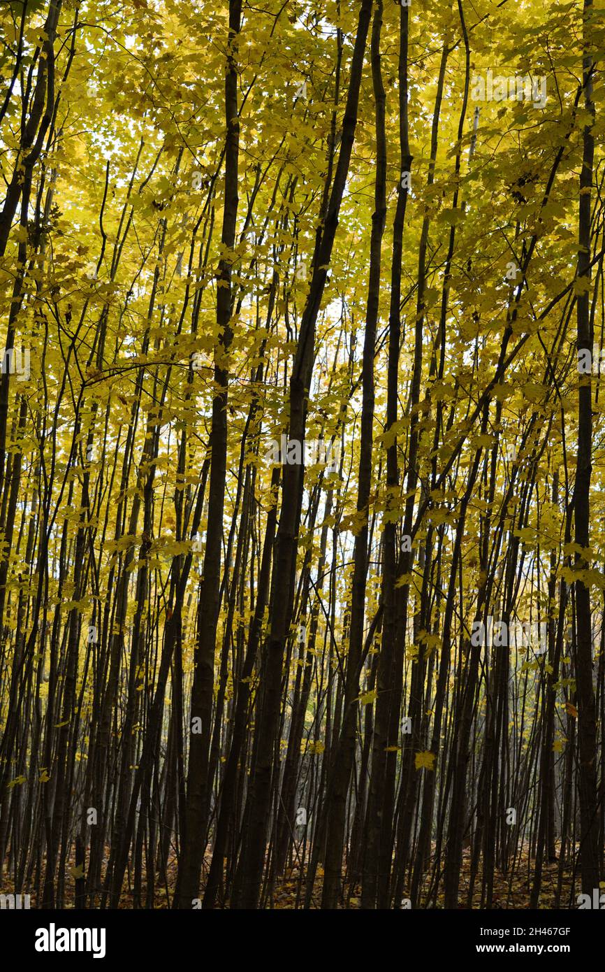 Calvin Rice Tree Calvin Eco system and preserve color changing on the vertical trees ...