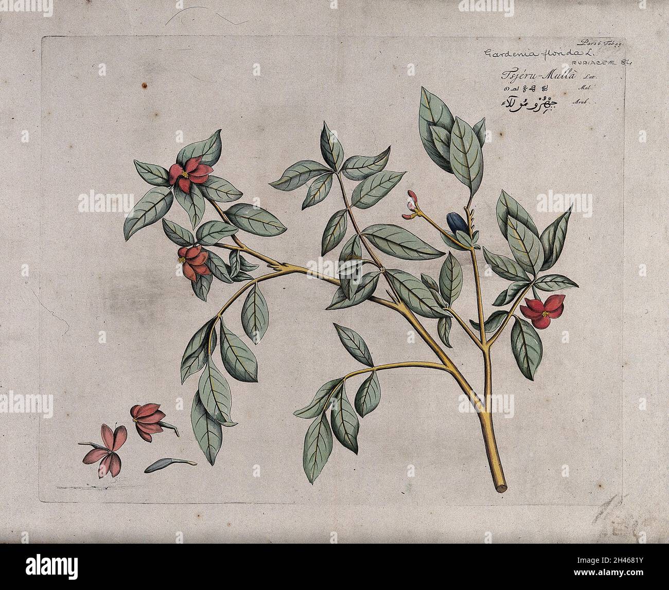Garden Gardinia or Cape jasmine (Gardenia augusta (L.) Merr.): branch with flowers and fruit and separate flowers and fruit. Coloured line engraving. Stock Photo