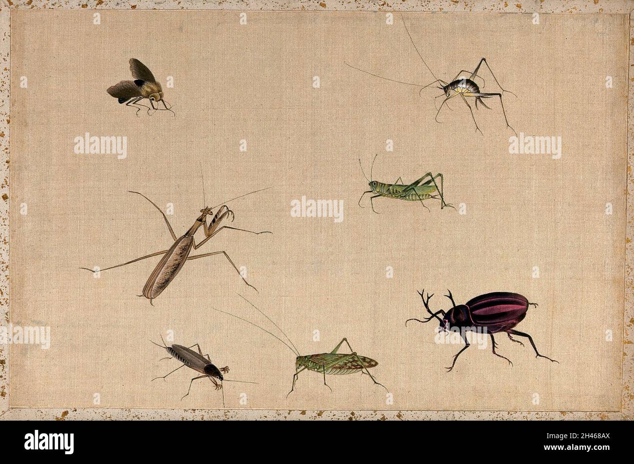 Seven insects, including a grasshopper, praying mantid and stag-beetle ...