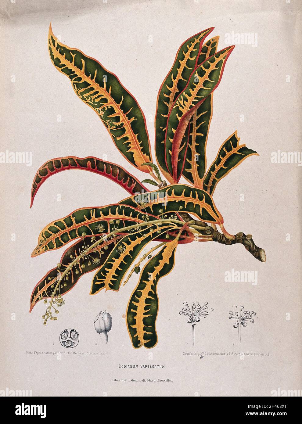 Croton (Codiaeum variegatum (L.) Blume): flowering and fruiting branch tip with separate, numbered fruit clusters and single fruit, both whole and sectioned. Chromolithograph by P. Depannemaeker, c.1885, after B. Hoola van Nooten. Stock Photo