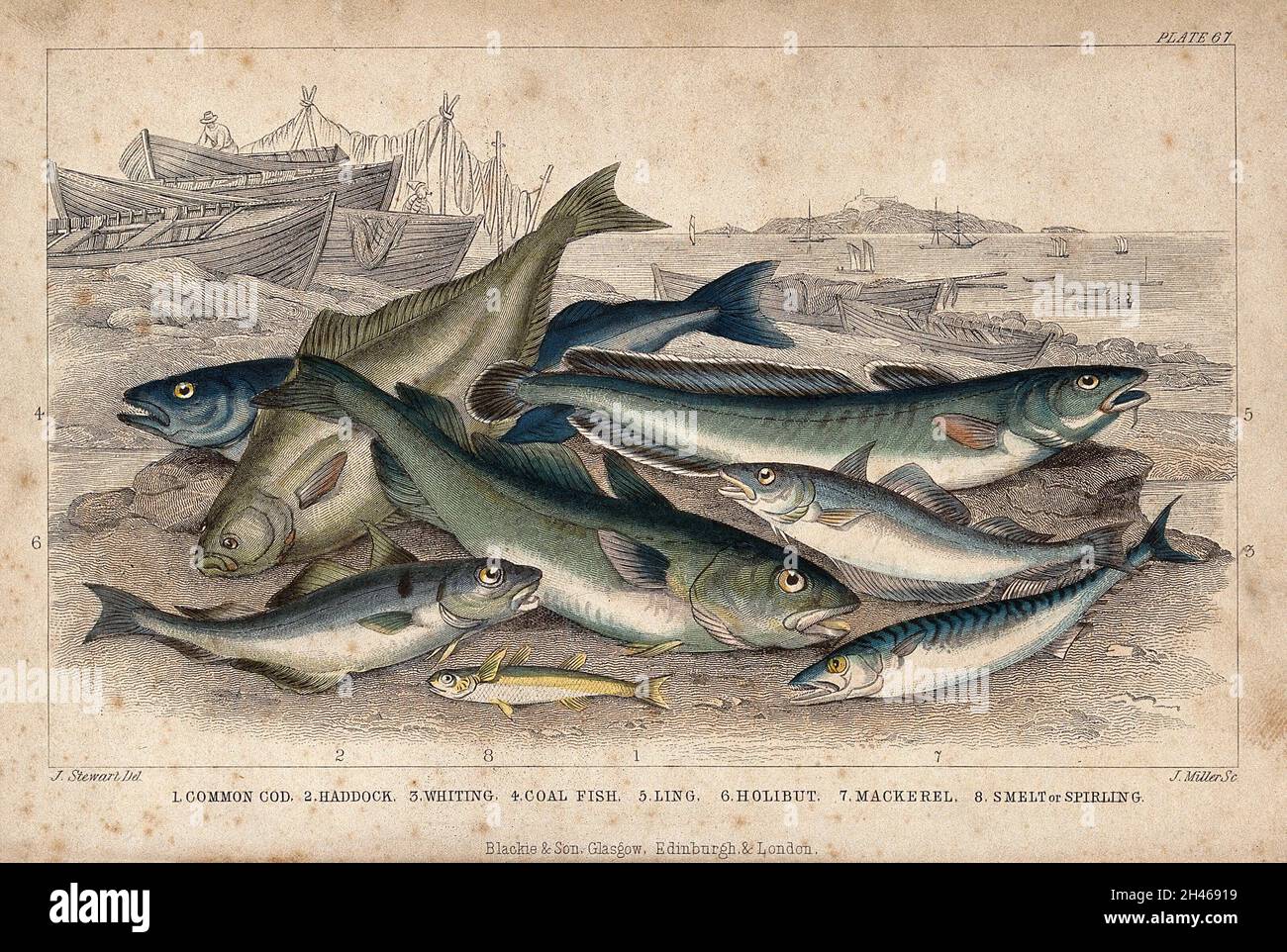Eight different species of fish, including cod, haddock, halibut and mackerel, are lying on a