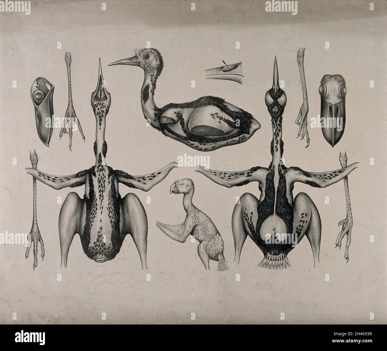Dissections of chicks of various species: eleven figures, including ...