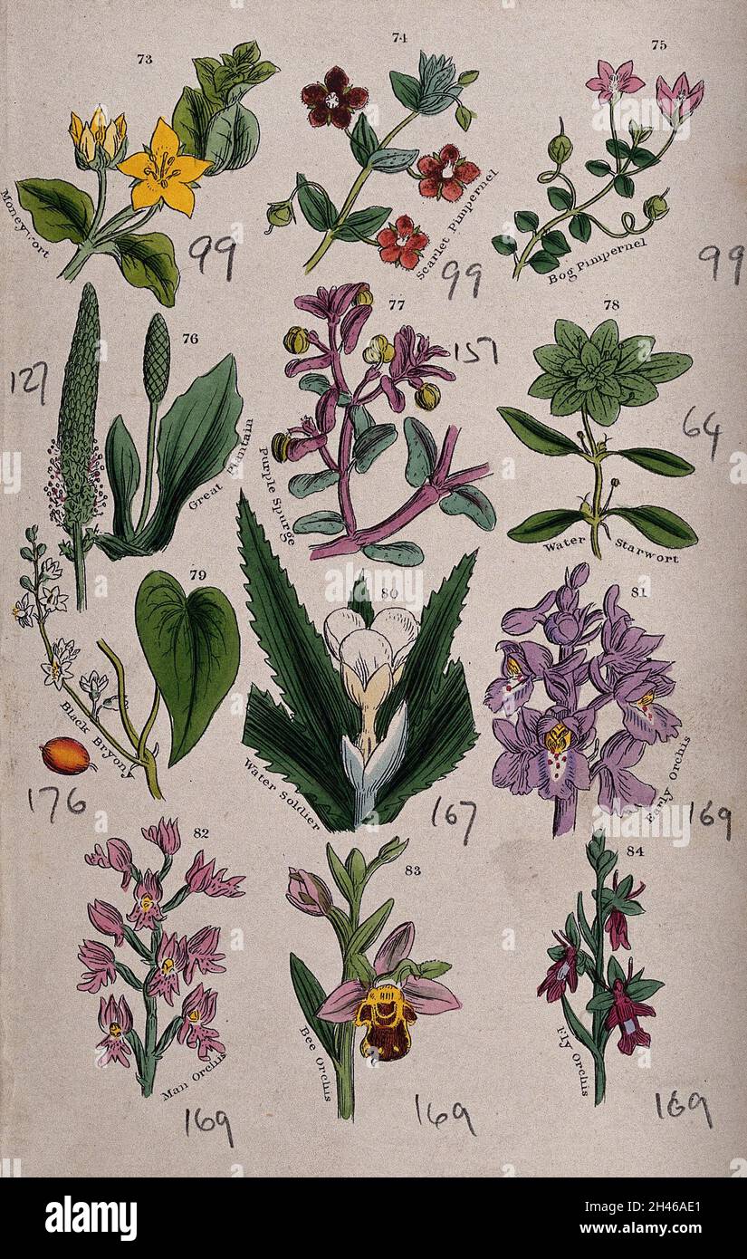 Twelve British wild flowers with their common names. Coloured engraving