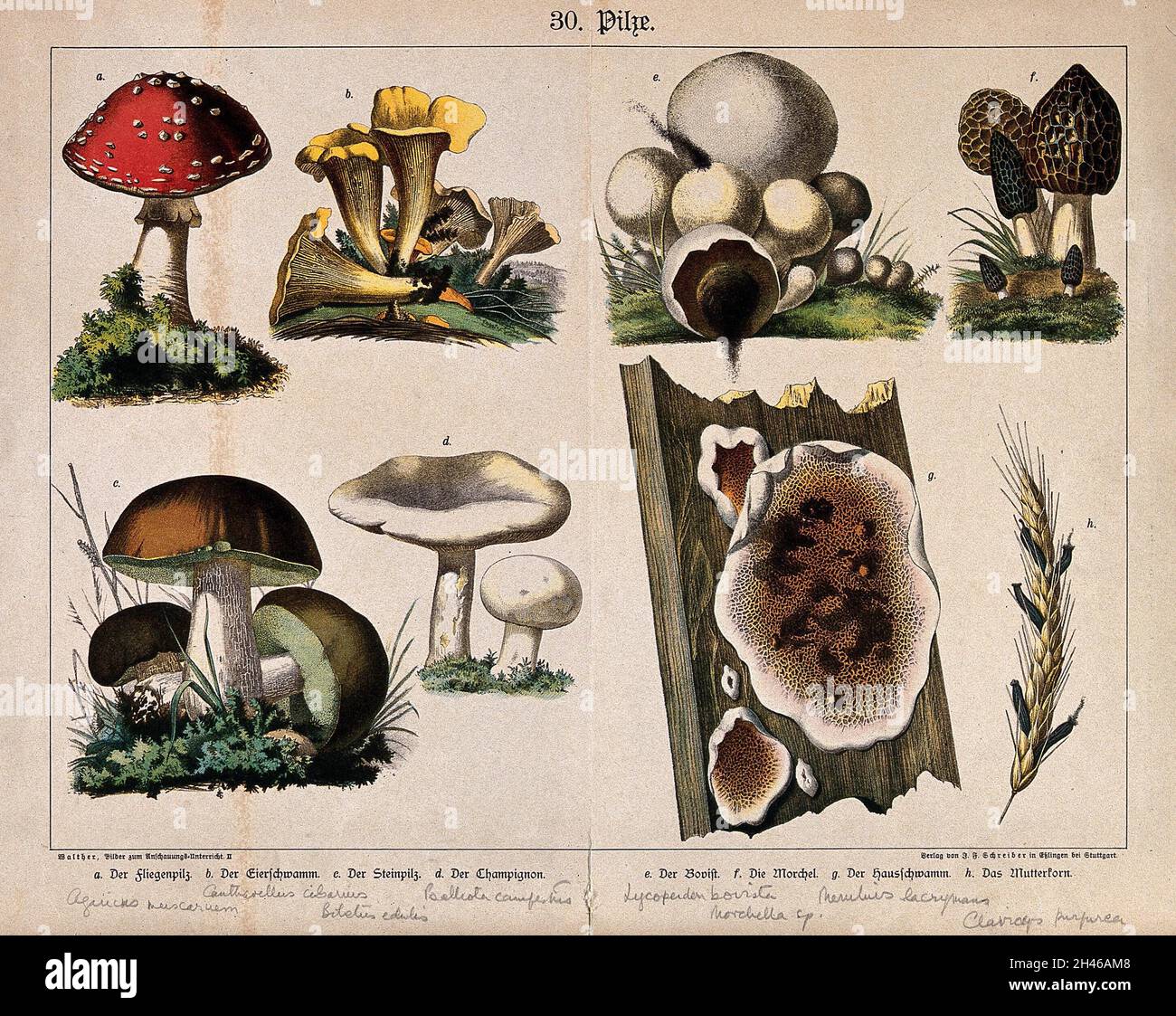 Eight fungi, including the fly agaric, chanterelle, Boletus edulis, field mushroom, puff ball, morel, dry-rot and ergot. Chromolithograph. Stock Photo