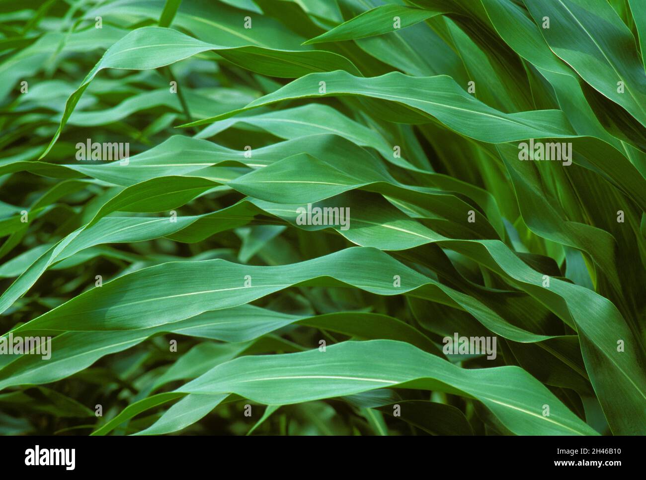 Corn leaves (Zea mays) Stock Photo