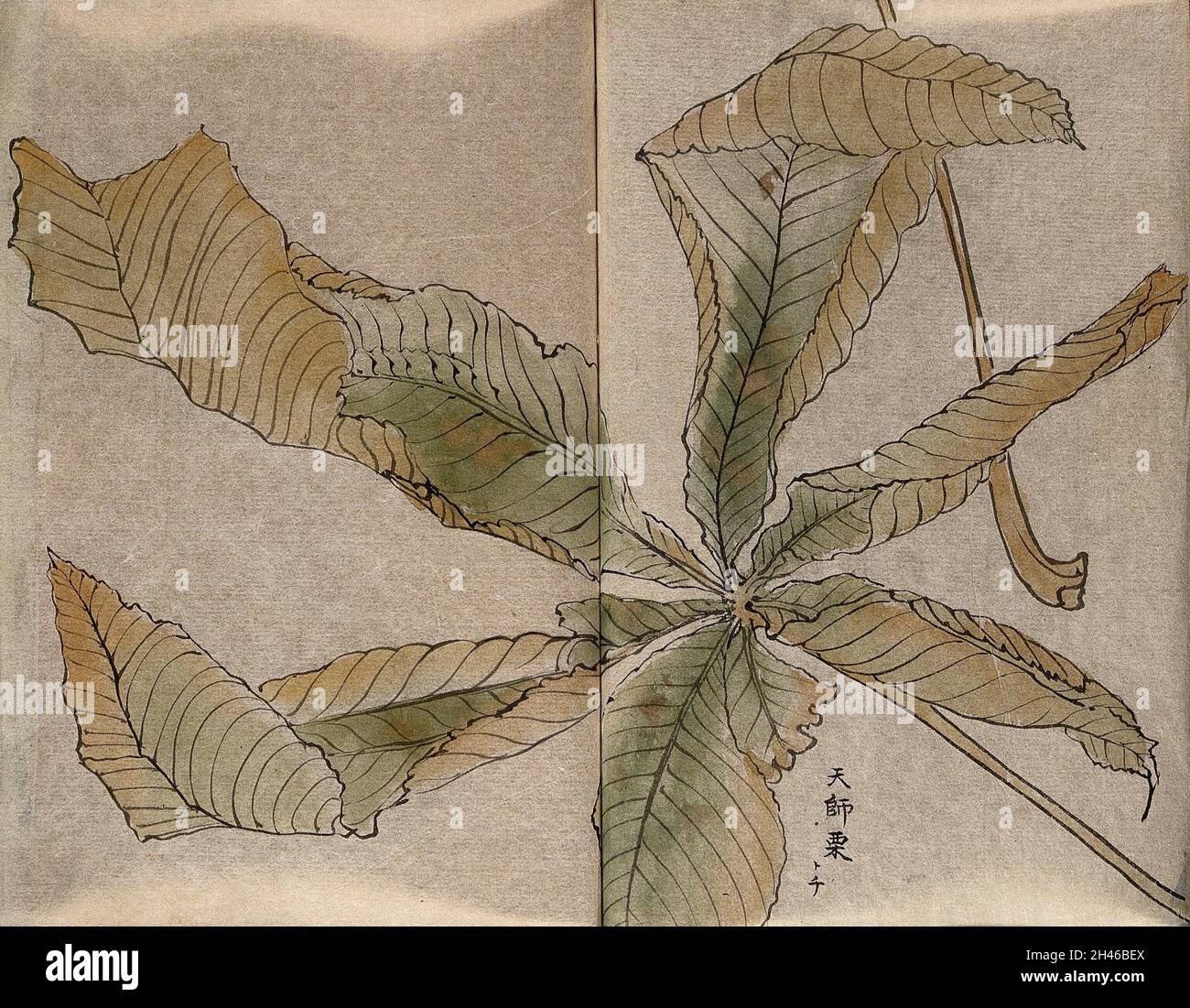 Leaf of Japanese horse chestnut (Aesculus turbinata). Watercolour. Stock Photo