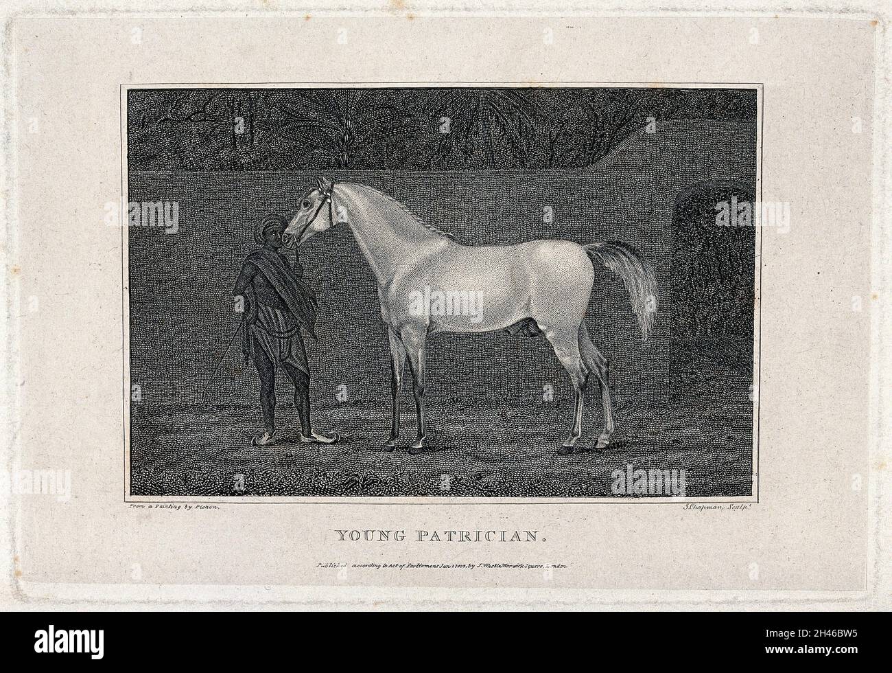 A young Indian servant is holding the stallion 'Young patrician'. Etching with engraving by J. Chapman, 1802, after a painting by J.J. Pichon. Stock Photo