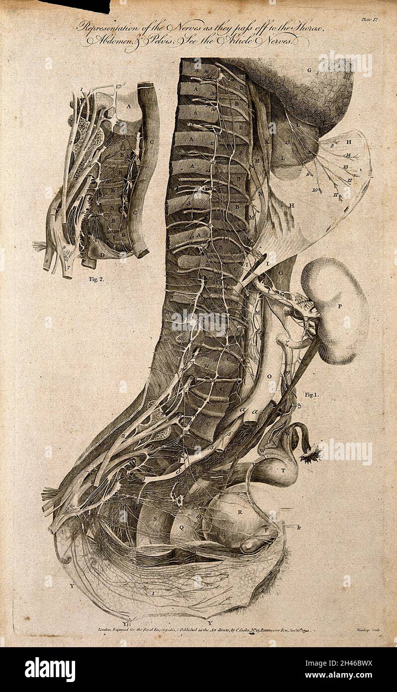 Spine and nerves: cross-section showing the nerves of the spine emanating to the thorax, abdomen and pelvis. Line engraving by G. Wooding, 1790. Stock Photo