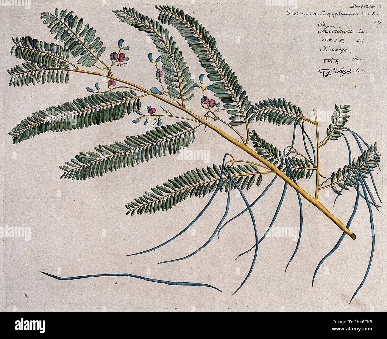A plant (Sesbania sesban (L.) Merr.): branch with flowers and pods and separate pod and seed. Coloured line engraving. Stock Photo