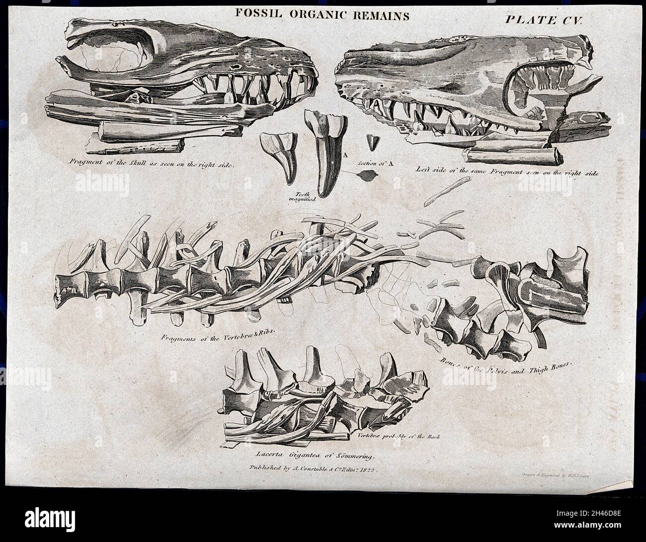 Fossilized organic remains of animal jaw bones and spines. Etching by W
