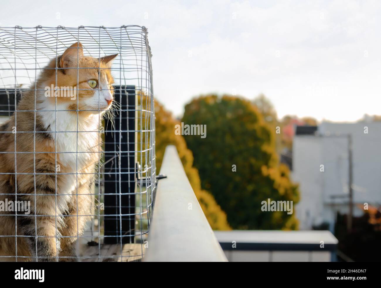 Cat sitting in catio or cat outdoor enclosure while looking at something interested. Cat is inside a chicken wire box on rooftop patio of building Stock Photo