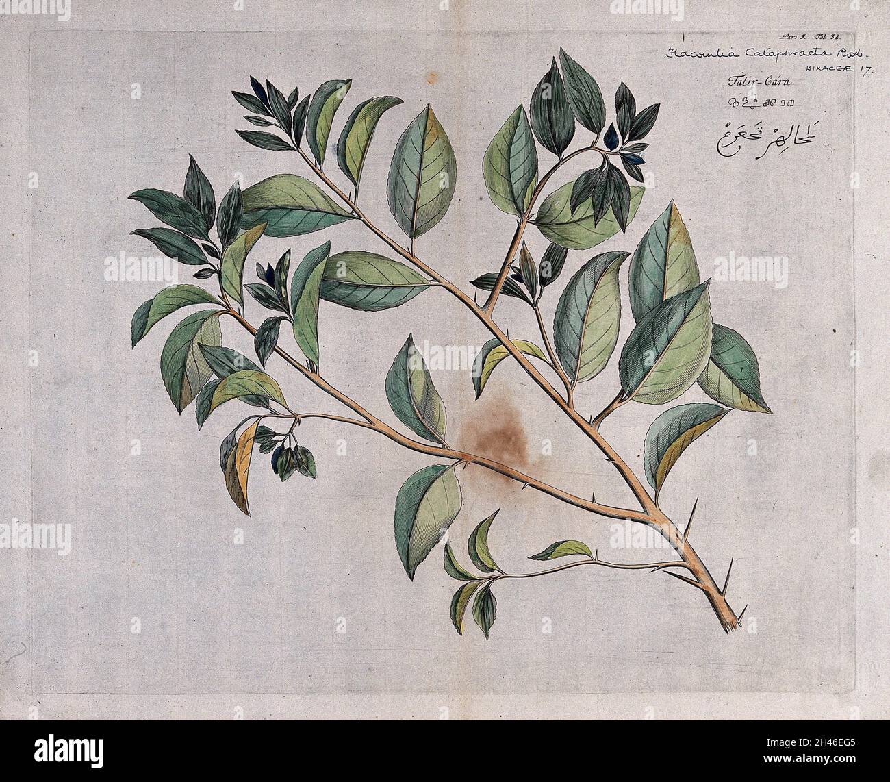 Runeala Plum (Flacourtia cataphracta Roxb.): branch with leaves. Coloured line engraving. Stock Photo