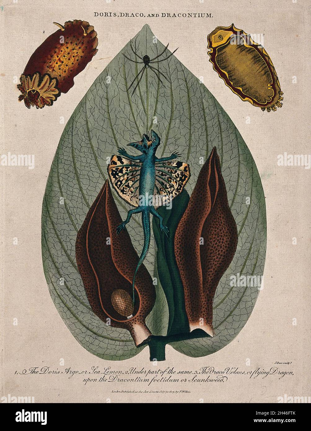 Leaf and flowers of skunk cabbage (Symplocarpus foetidum), a type of mollusc (Doris argo) and a dragon lizard (Draco volans). Coloured etching by J. Pass, c. 1803, after J. Ihle. Stock Photo
