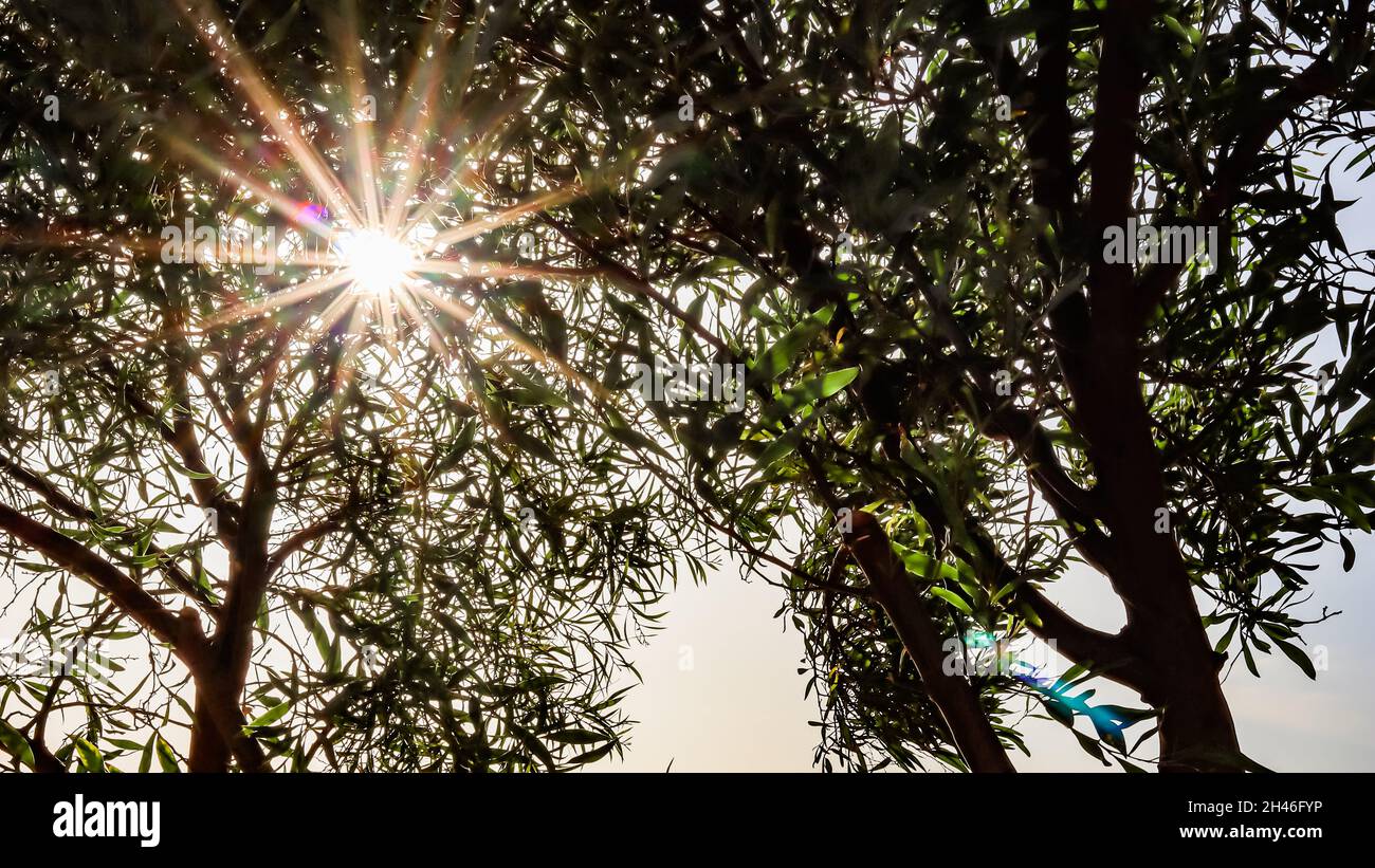 Sun shines through green foliage on tree branches in summer. Nature, climate change and environment concept Stock Photo