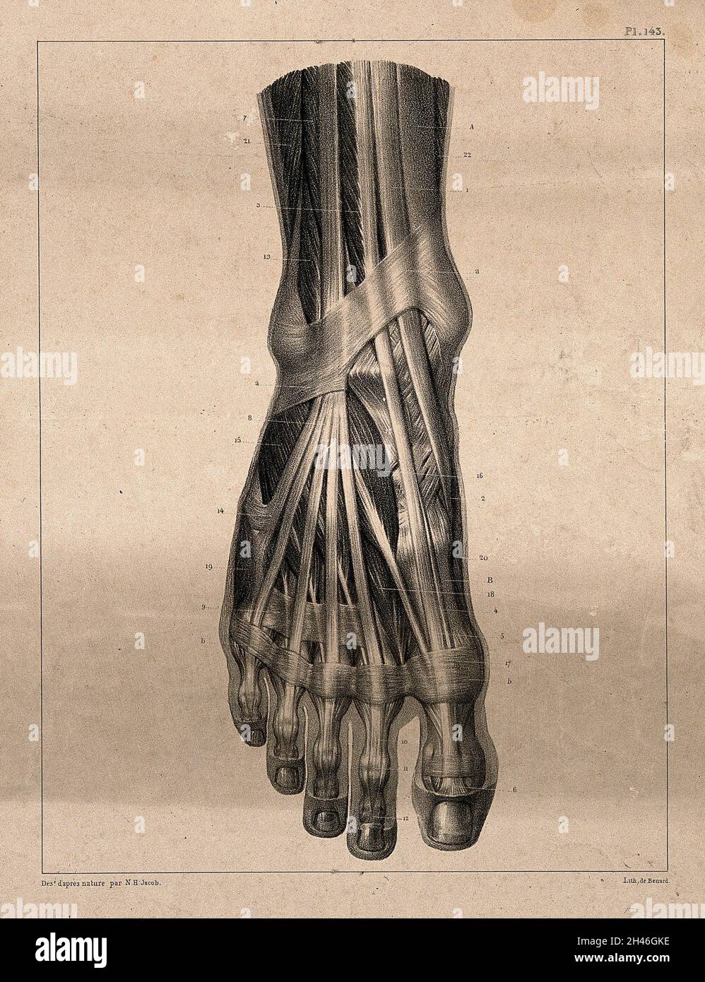 Muscles and tendons of the foot. Lithograph by N.H Jacob, 1831/1854. Stock Photo