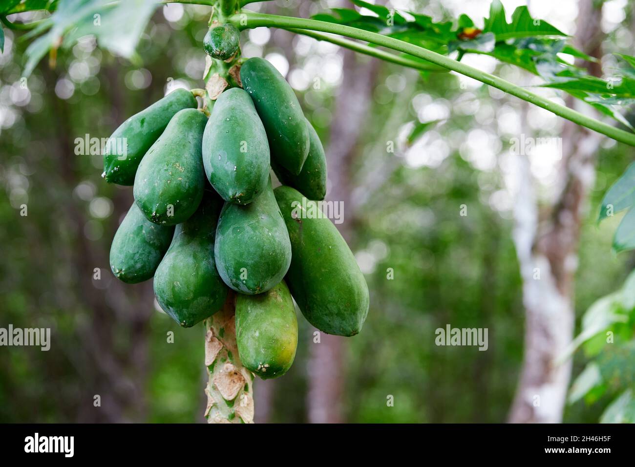 Raw papaya hires stock photography and images Alamy