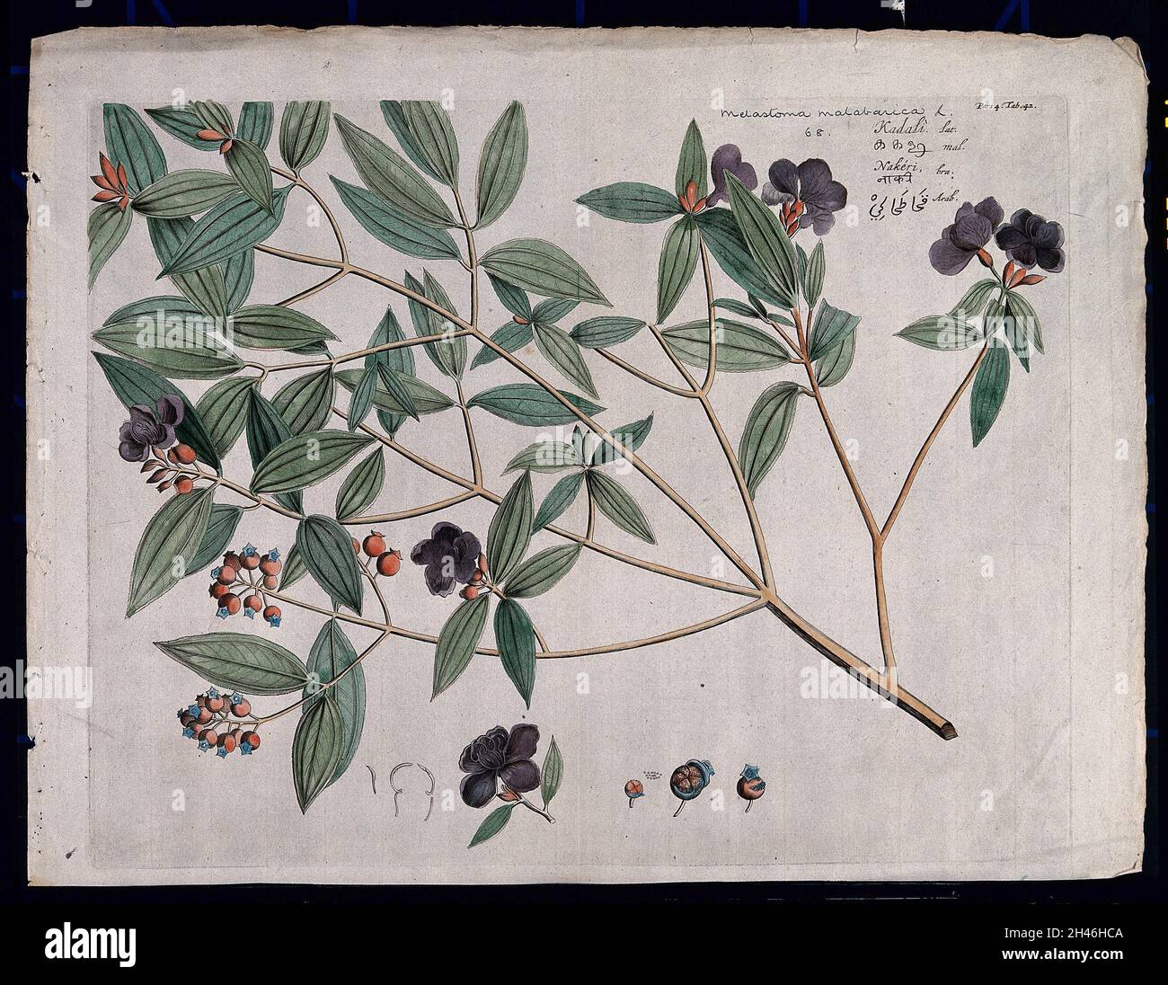 Singapore rhododendron (Melastoma malabathricum L.): branch with flowers  and fruit, flowering shoot and floral segments. Coloured line engraving.