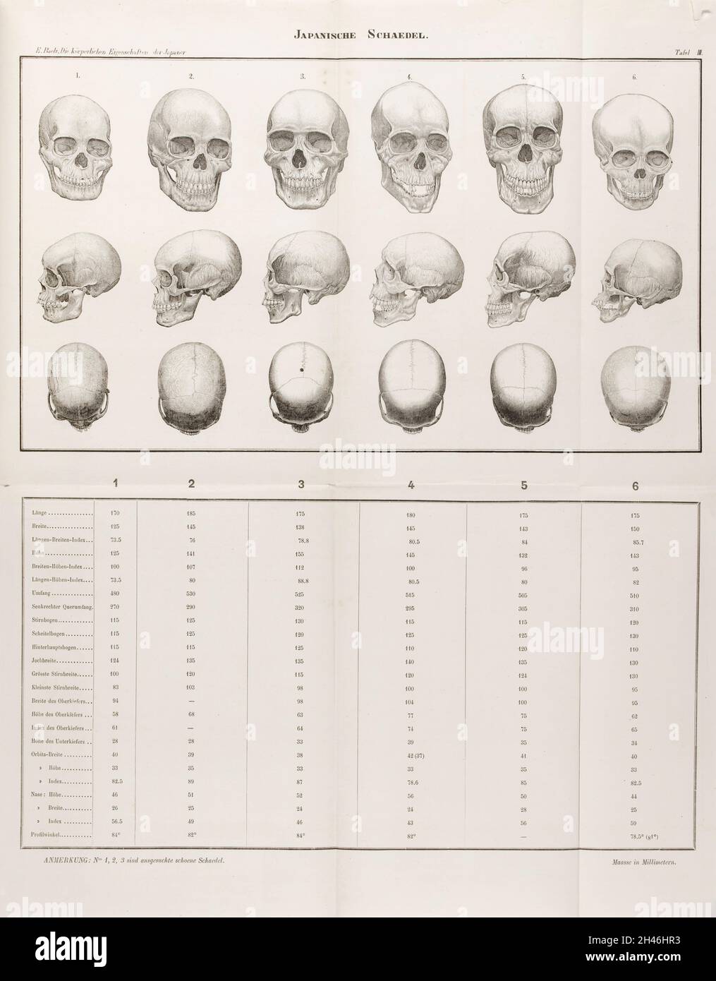 Skulls structure hi-res stock photography and images - Alamy