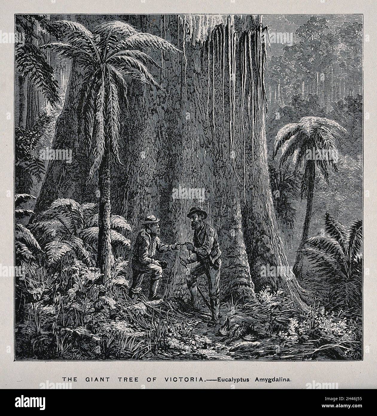 Two men standing by the huge trunk of an Australian mountain ash tree (Eucalyptus amygdalina). Wood engraving, c. 1867. Stock Photo