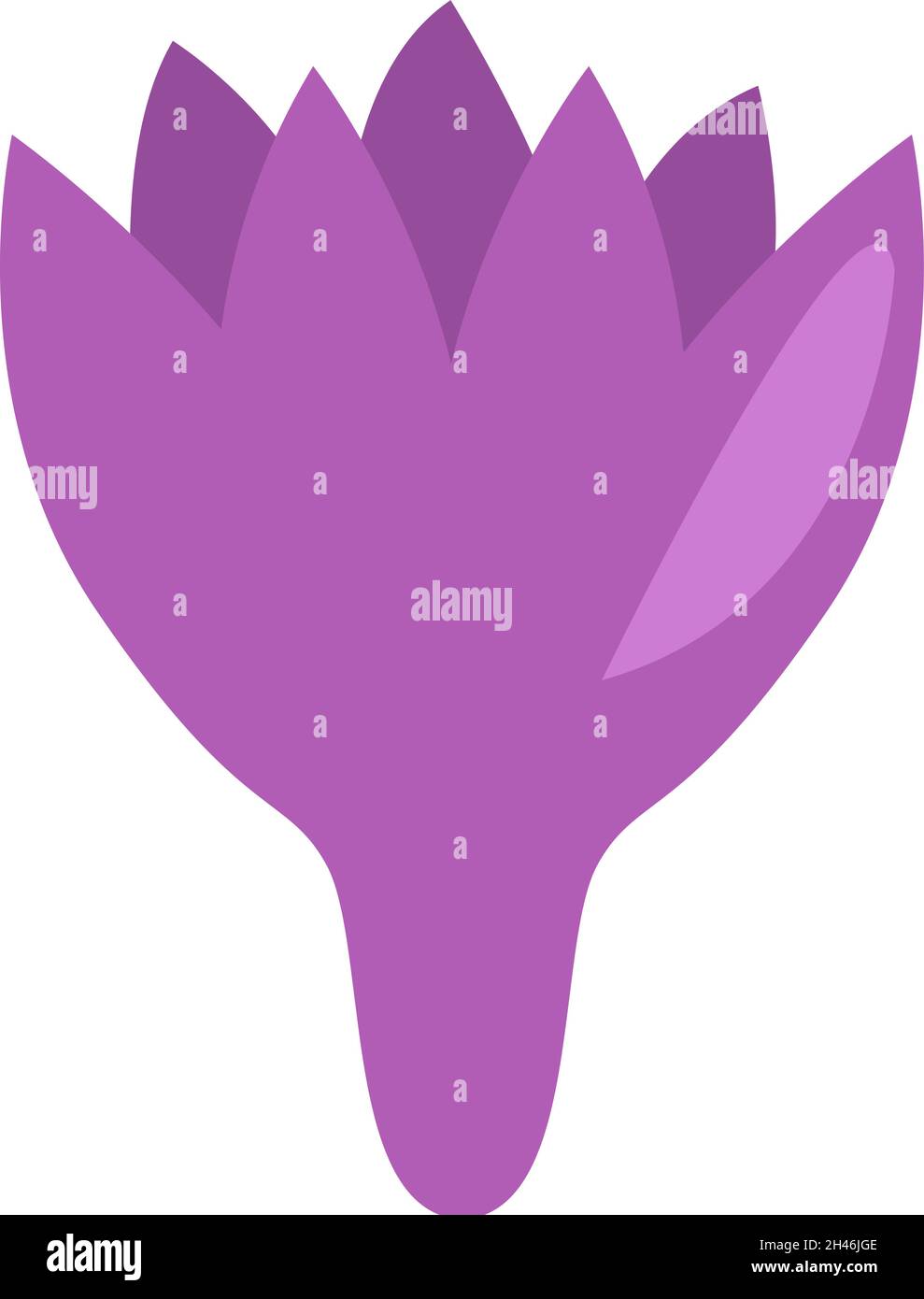 Purple saffron flower, illustration, vector, on a white background Stock Vector Image & Art Alamy