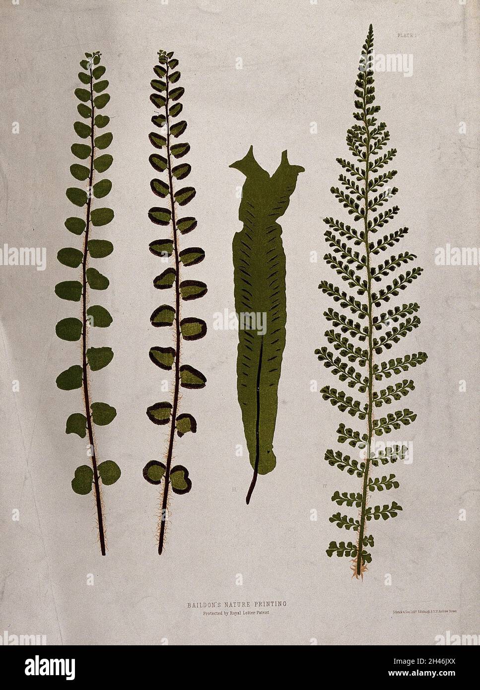 Four fern fronds, one of a hart's tongue fern (Asplenium species). Chromolithograph after a nature print. Stock Photo