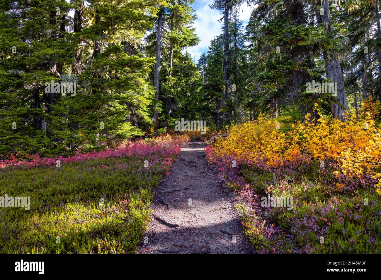 Hiking trail outdoors in Canadian nature. Sunny Fall Season Stock Photo ...