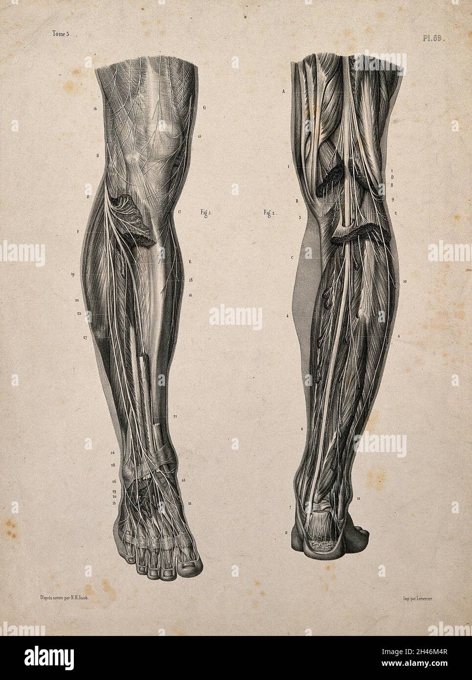Nerves and muscles of the legs: two figures. Lithograph by N.H Jacob, 1831/1854. Stock Photo