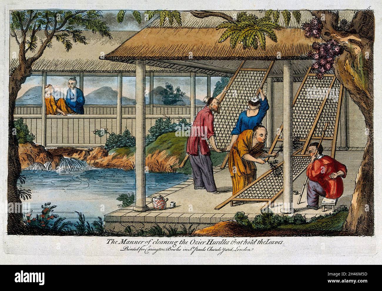 A Chinese tea plantation with workers cleaning the racks on which the ...