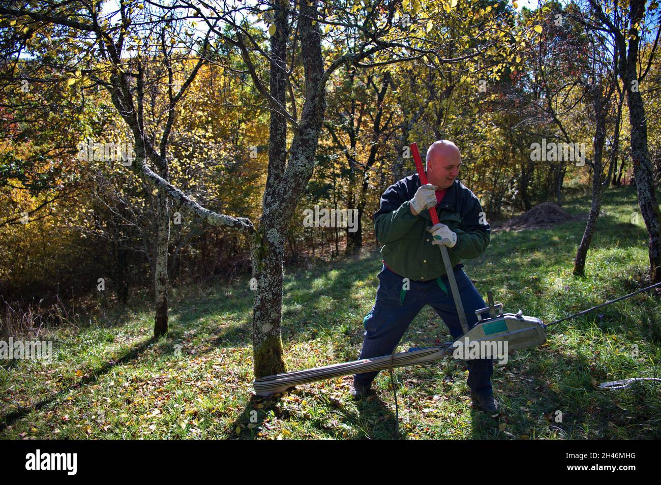 Man using equipment for pulling tree trunk while cutting tree Stock Photo