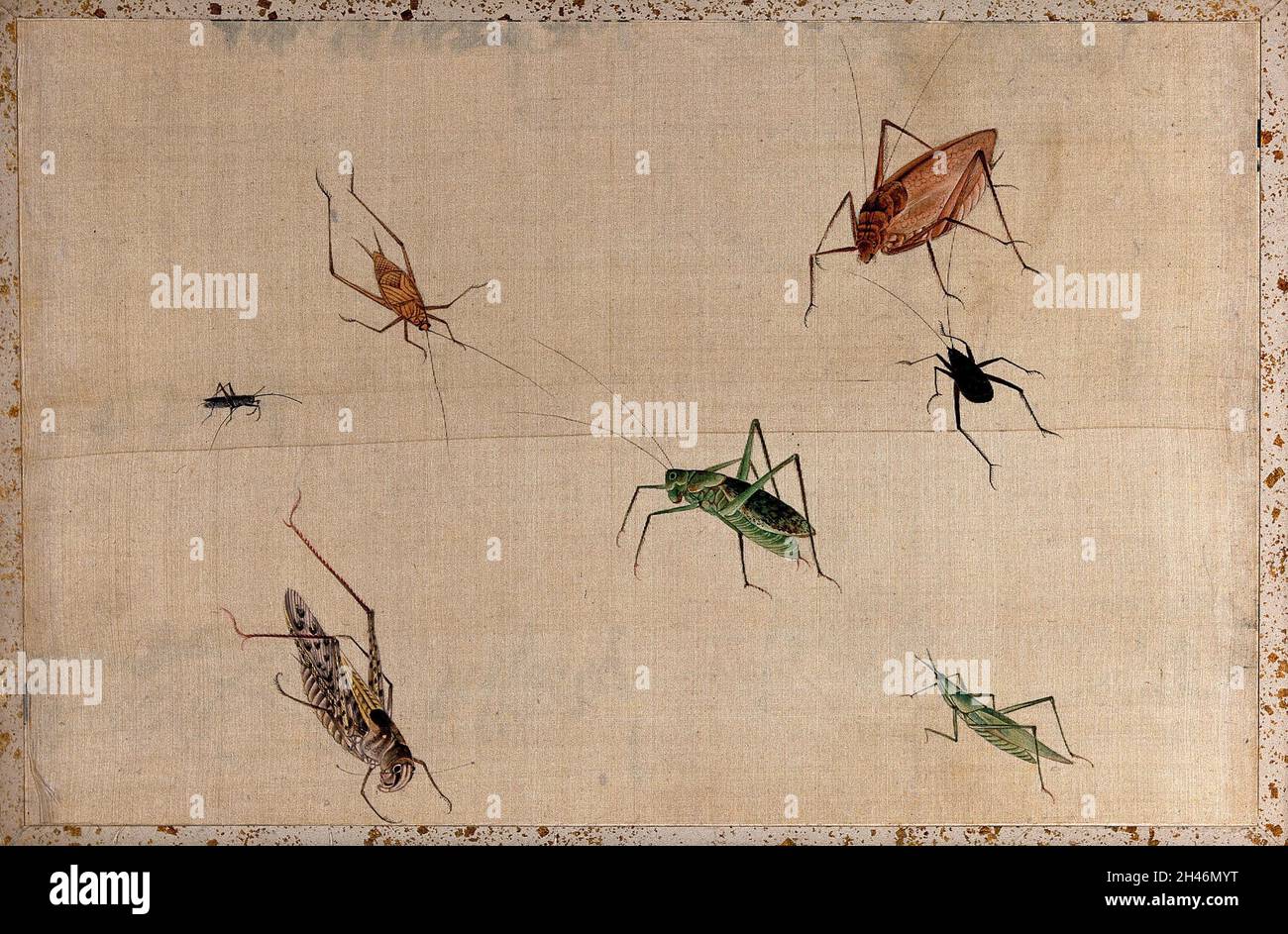 Seven insects of the Orthoptera order, mostly grasshoppers. Gouache ...