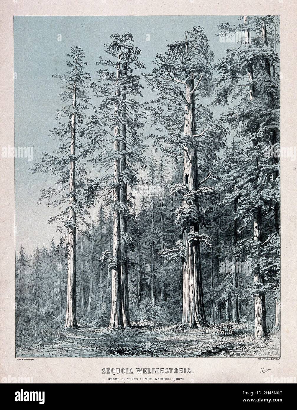 Californian redwood trees (Sequoia sempervirens (D.Don) Endl.): group of trees in the Mariposa Grove, California. Colour lithograph by W. H. McFarlane. Stock Photo