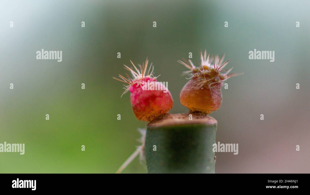 Gymnocalycium mihanovichi seedling grafted on Pereskiopsis. Beautiful desert plant Stock Photo