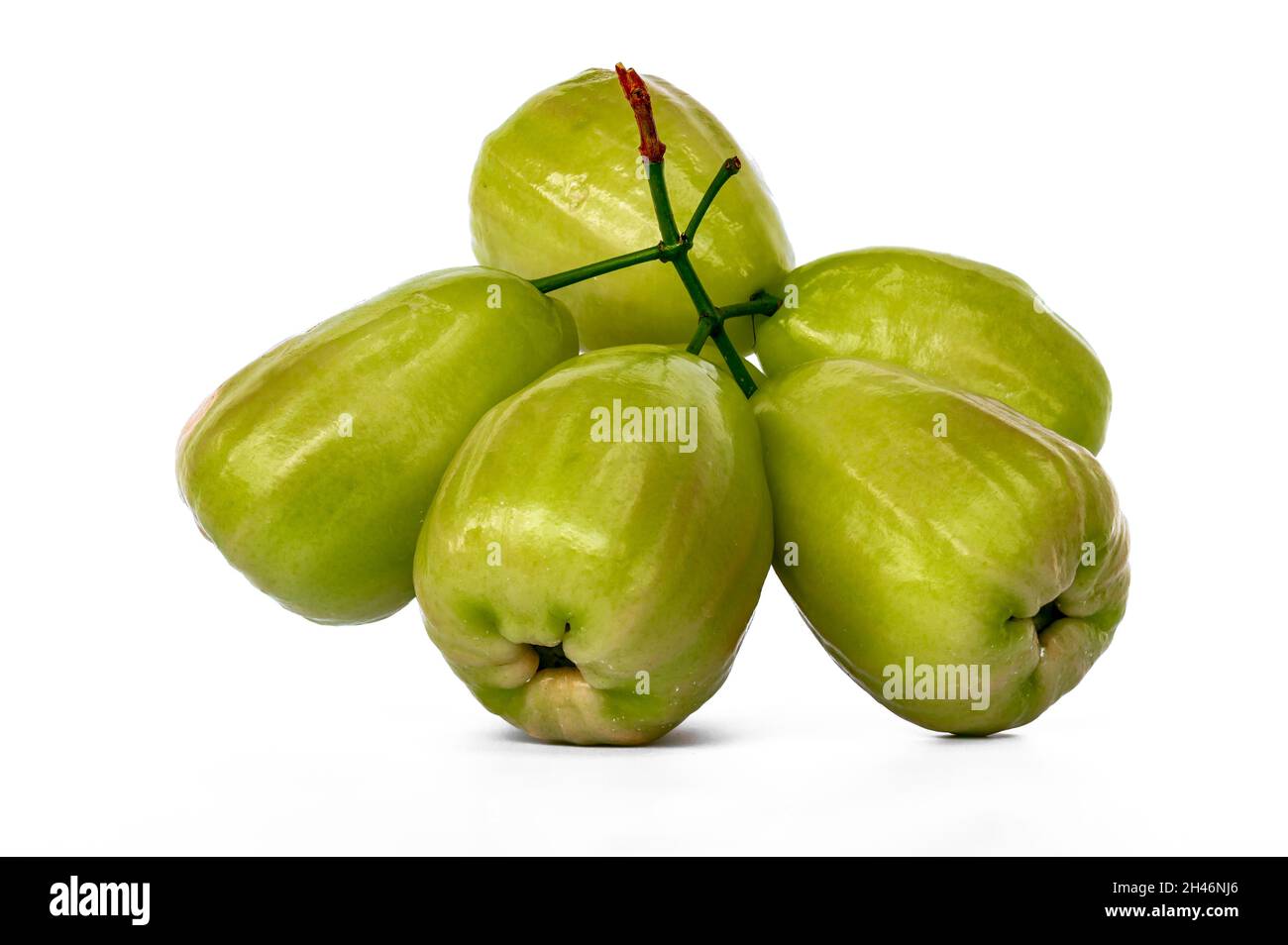 One ripe rose apple stalk and ready-to-eat, known as Jambu Madu Deli, has green colour and has a very sweet taste. This species comes from Deli Indone Stock Photo