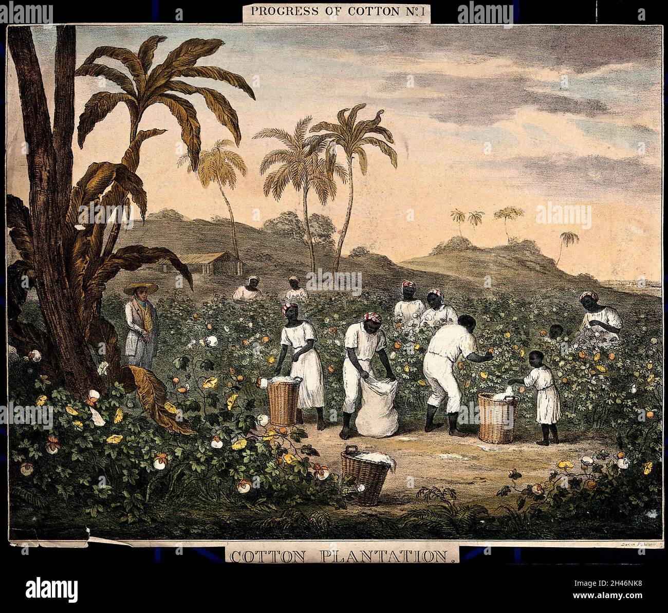 People with baskets and sacks pick cotton on a plantation. Coloured lithograph after J.R. Barfoot. Stock Photo