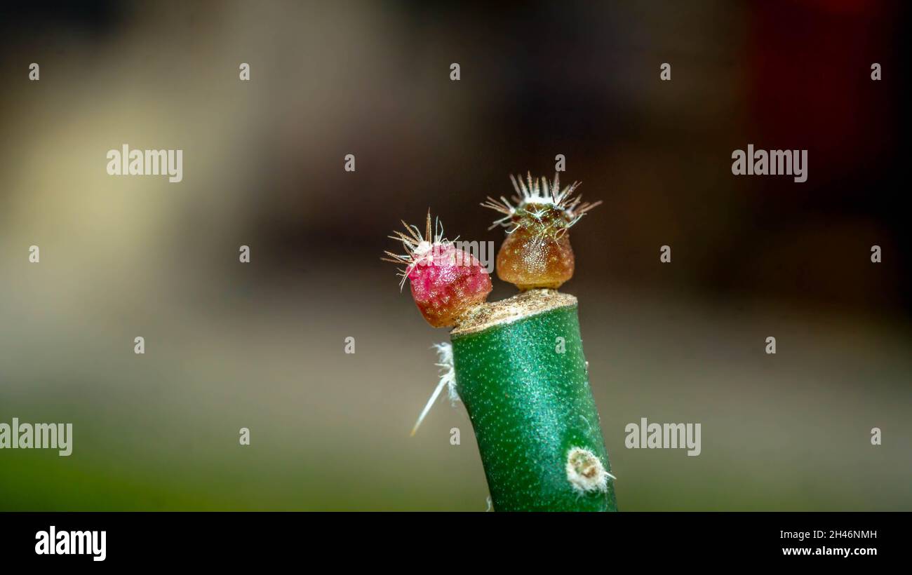 Gymnocalycium mihanovichi seedling grafted on Pereskiopsis. Beautiful desert plant Stock Photo