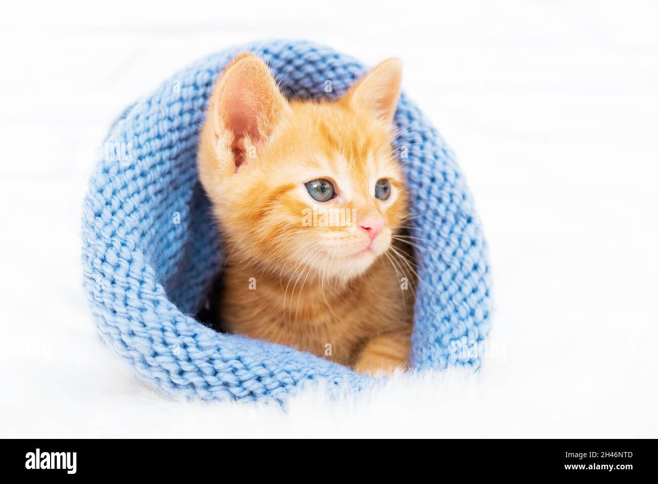 Small ginger tabby kitten is sweetly basking and looks around in a knitted blue hat with copyspace. Soft and cozy. Christmas, home comfort and new Stock Photo