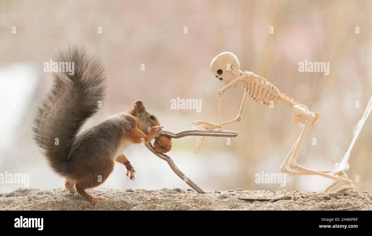 Red Squirrel with a skeleton are cracking nuts Stock Photo Alamy
