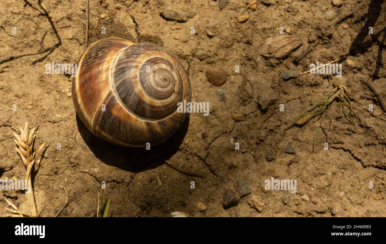 Brown grape snail lies on the background of a mesk of grass Stock Photo