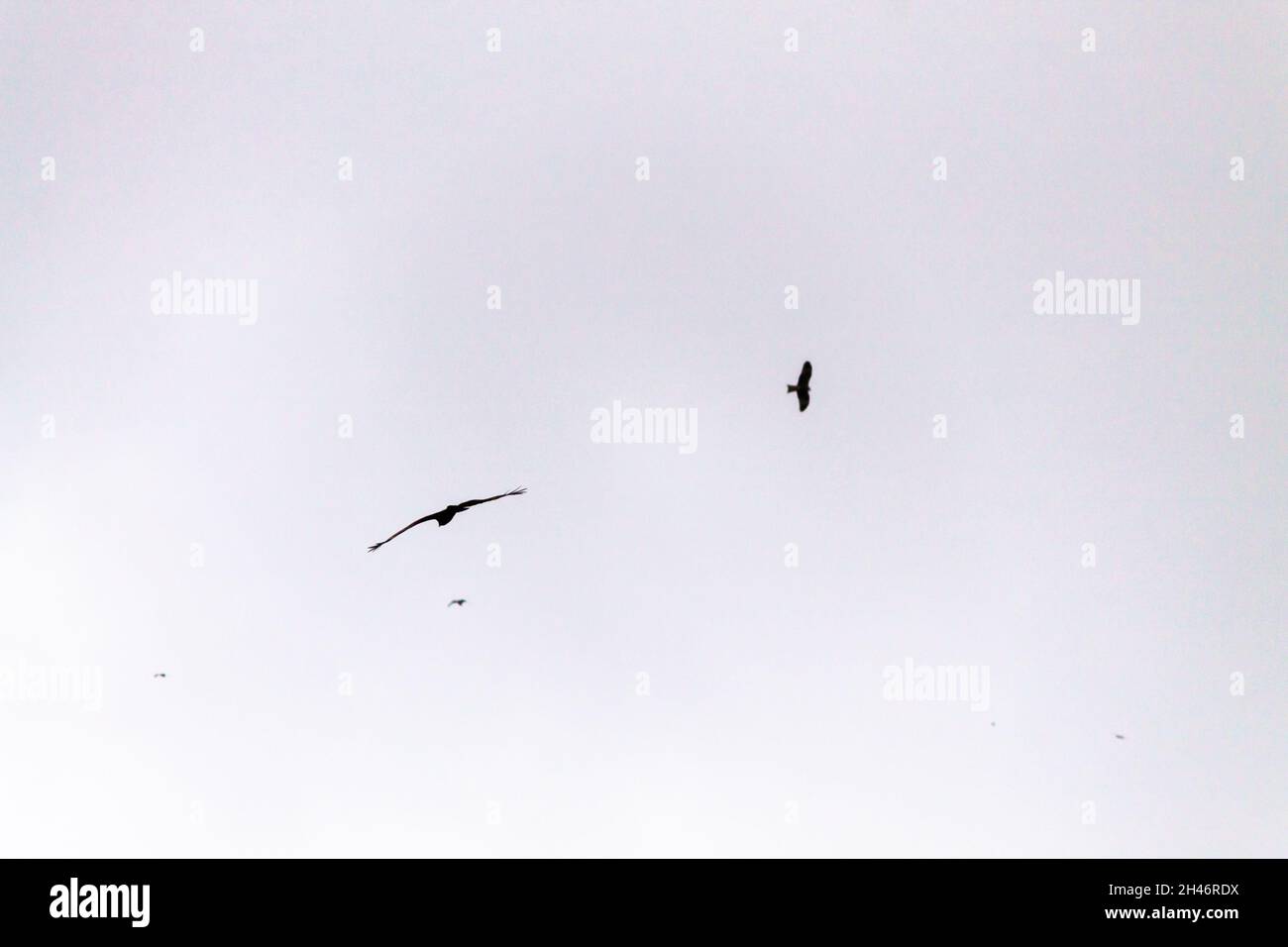 Sky clouds birds eye hi-res stock photography and images - Alamy