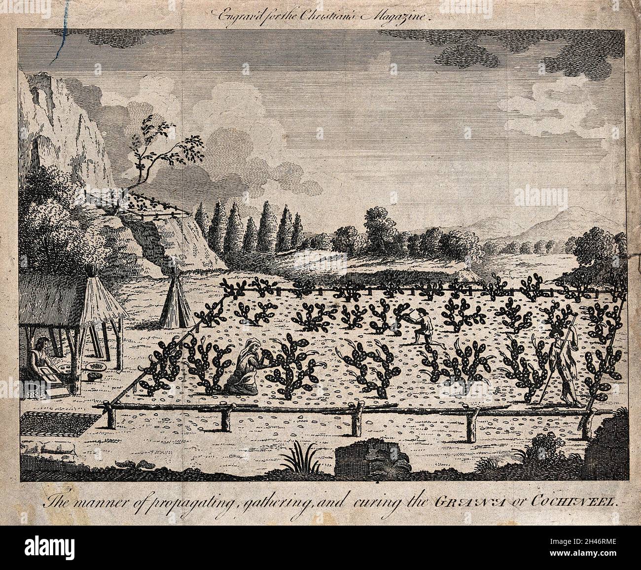 A plantation of cochineal cacti (Nopalea cochenillifera) with workers gathering and preparing cochineal. Engraving. Stock Photo