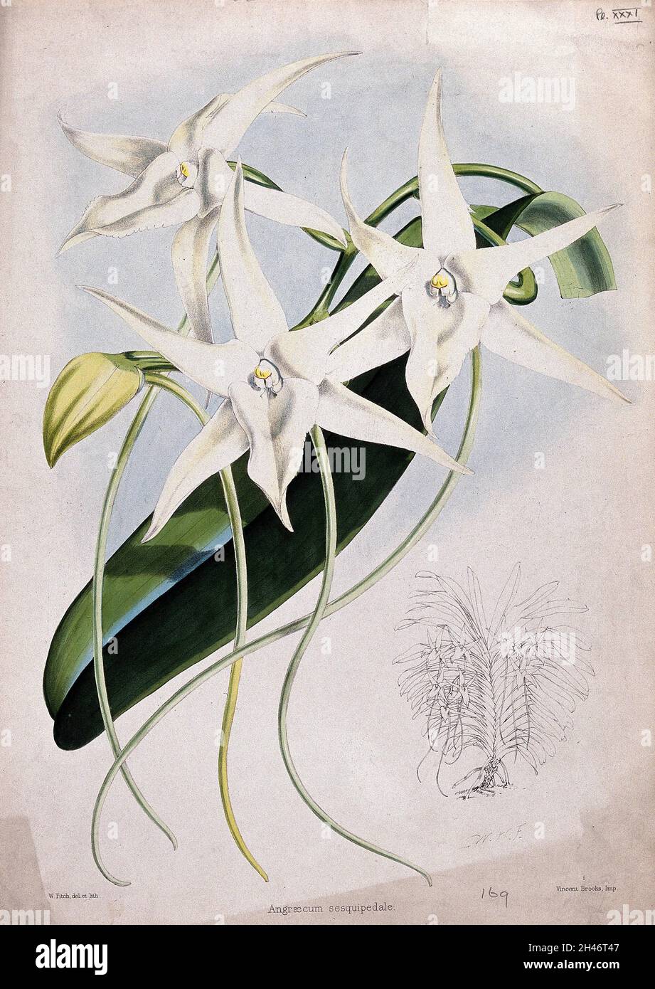 An orchid (Angraecum sesquipedale Thouars): flowers, a leaf and small outline of the whole plant. Coloured lithograph by W. Fitch, c.1862, after himself. Stock Photo