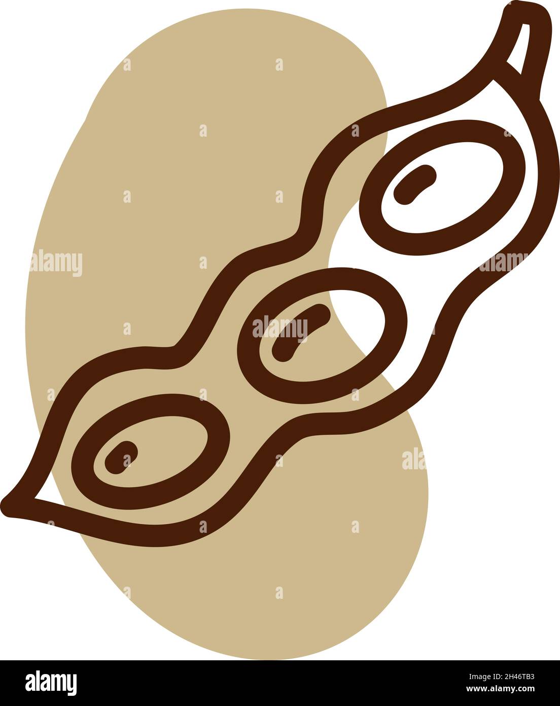 Green beans, illustration, vector, on a white background Stock Vector