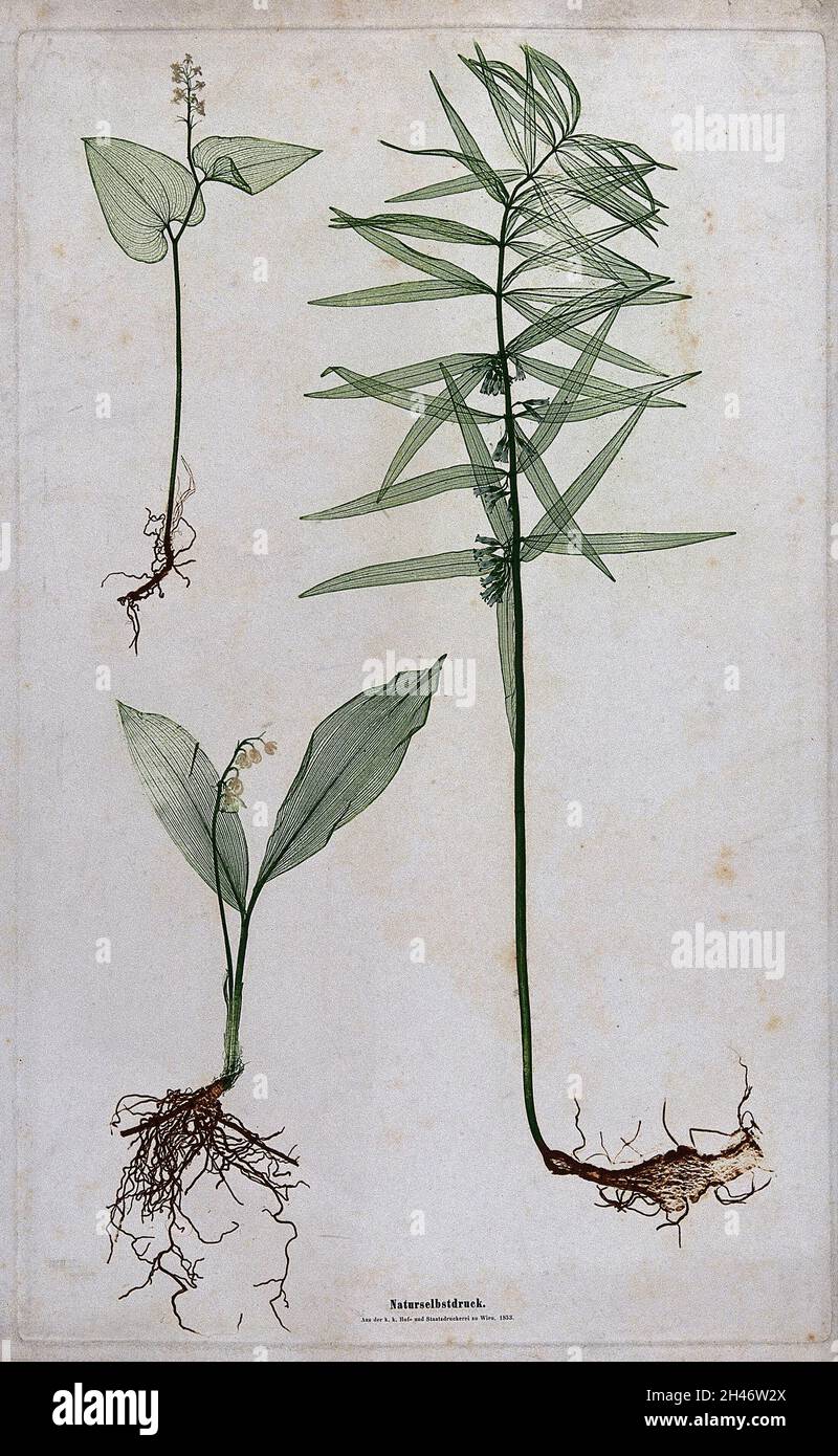 Three liliaceous flowering plants, including lily of the valley (Convallaria majalis) and whorled Solomon's seal (Polygonatum verticillatum). Colour nature print by A. Auer, c. 1853. Stock Photo