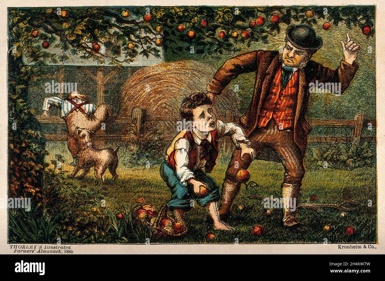 One boy is caught by an irate farmer while stealing his apples from the orchard and another has the seat of his trousers ripped by a dog as he tries to escape over the fence. Colour wood engraving. Stock Photo