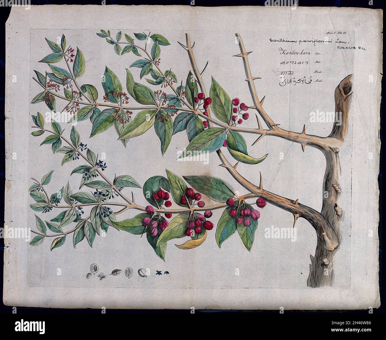 A plant (Canthium parviflorum) related to Ceylon boxwood: branch with flowers and fruits, separate flowers, fruit and sectioned fruit with seed. Coloured line engraving. Stock Photo