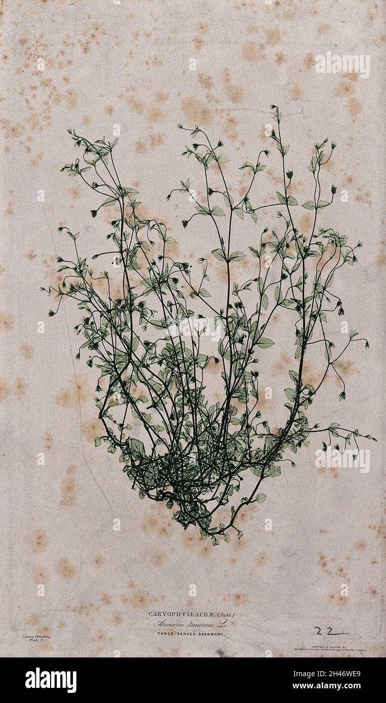 Three-nerved sandwort (Arenaria trinervis): flowering plant. Colour nature print by H. Bradbury. Stock Photo